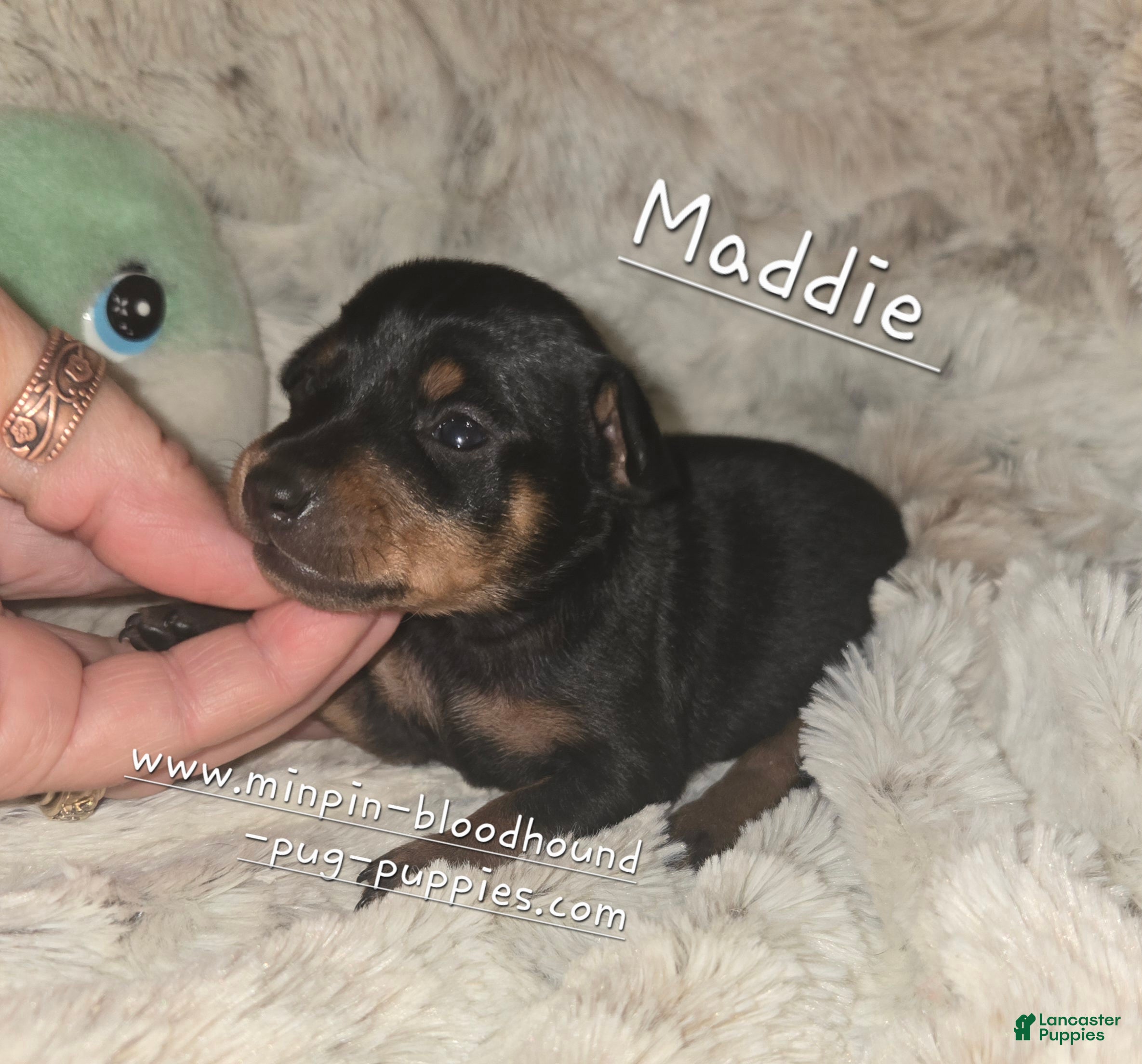 Miniature Pinscher dogs Maddie black and rust  - Ad 33
