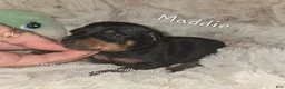 Miniature Pinscher dogs for sale: Maddie black and rust  - Ad 1