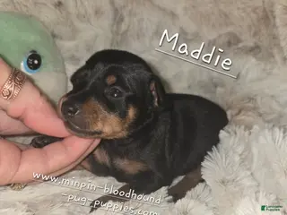 Miniature Pinscher dogs Maddie black and rust - Ad 33