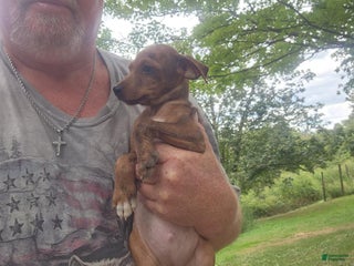 Miniature Pinscher dogs - Ad 18