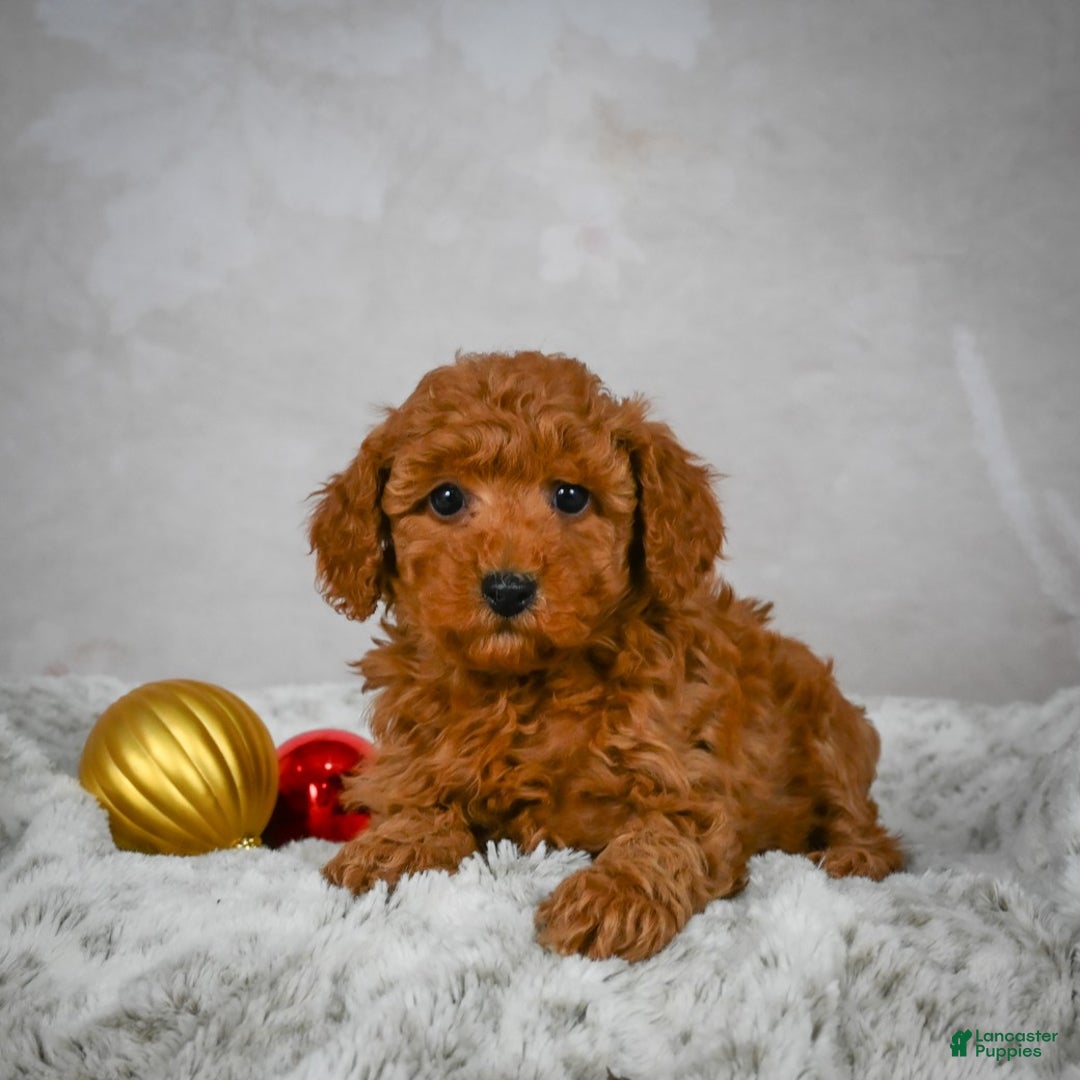 Miniature Poodle dogs for sale: Conner - Ad 6