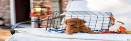 Labrador Retriever dogs for sale: Diesel - Ad 2