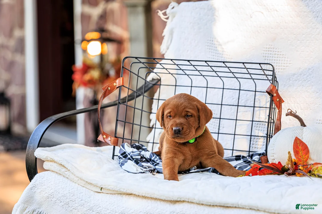 Labrador Retriever dogs for sale: Diesel - Ad 2