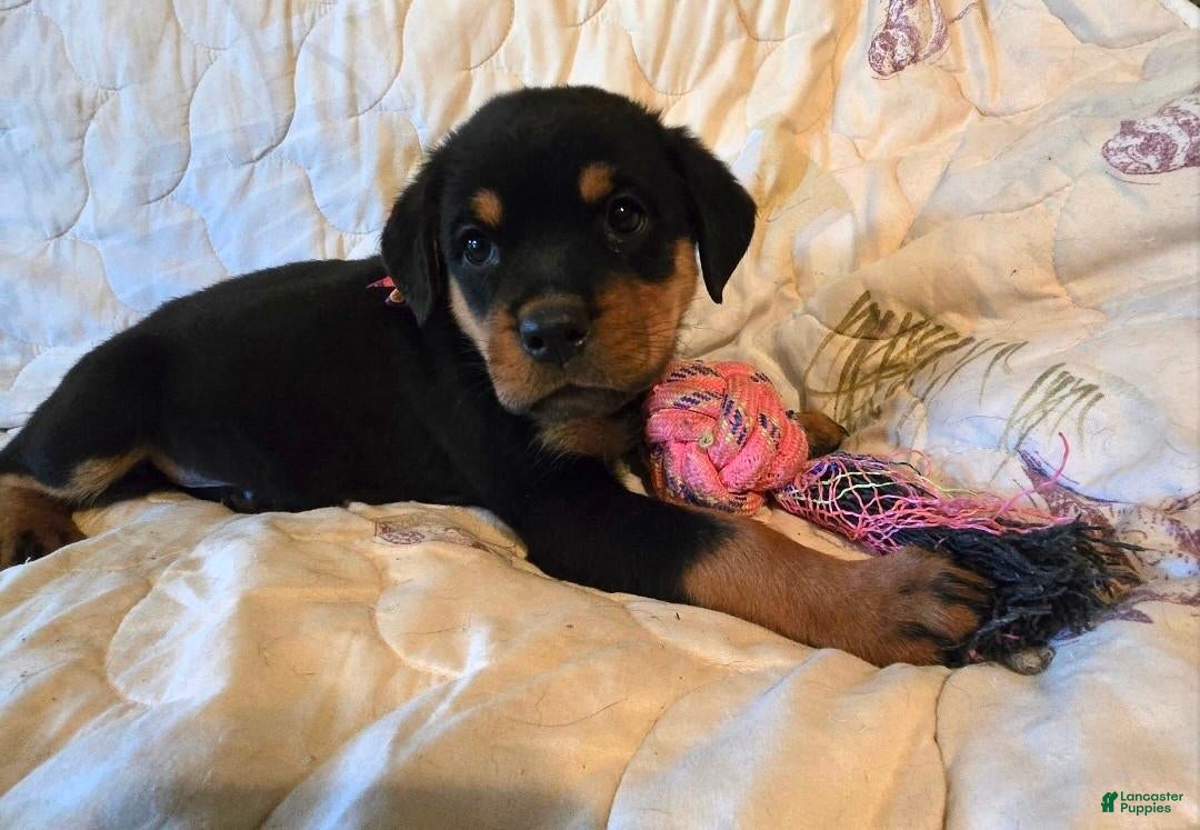 Rottweiler dogs Honk - Ad 36