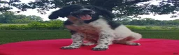 Standard Poodle dogs for sale: Ofella- offering as PET  - Ad 4