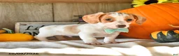 Dachshund dogs for sale: Titus - Ad 4