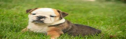 English Bulldog dogs for sale: Riley English Bulldog  - Ad 4
