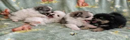 Pomeranian dogs for sale: Nyla - Ad 3