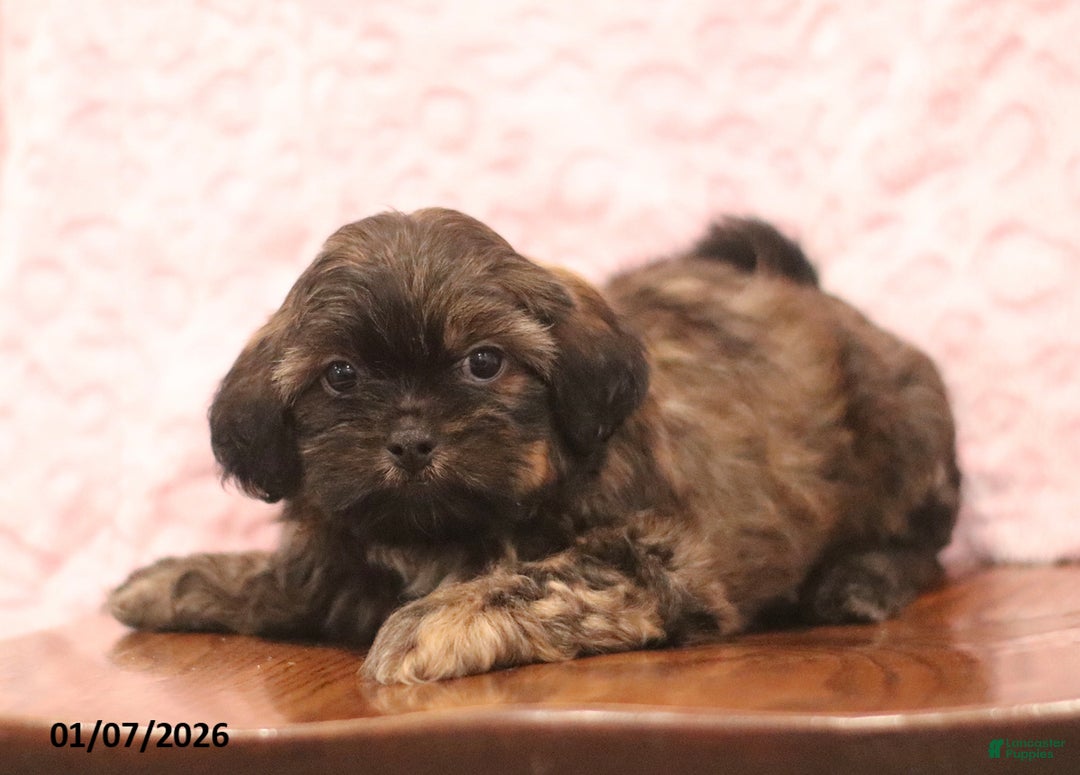 Shih Tzu dogs for sale: Elam - Ad 4
