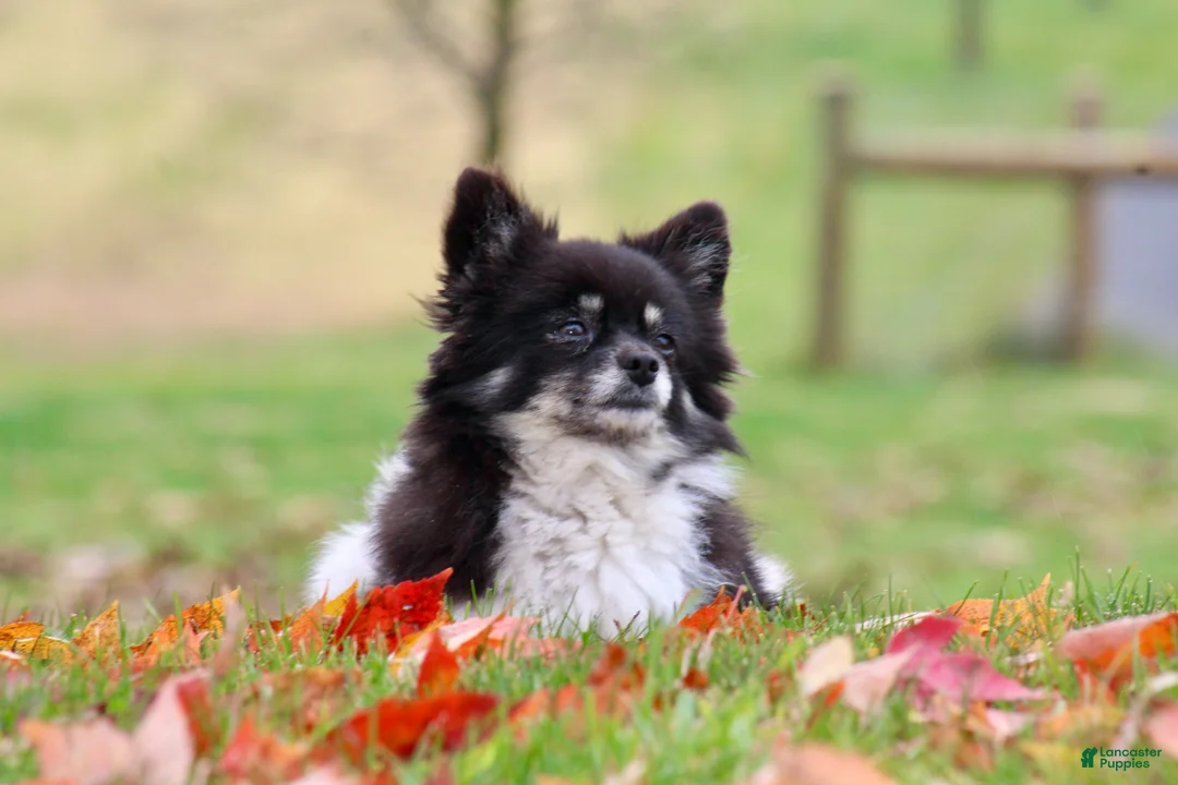 Pomeranian dogs for sale: Peanut Butter  - Ad 10