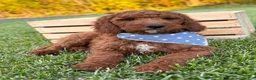 Irish Doodle dogs for sale: Copper - Ad 19