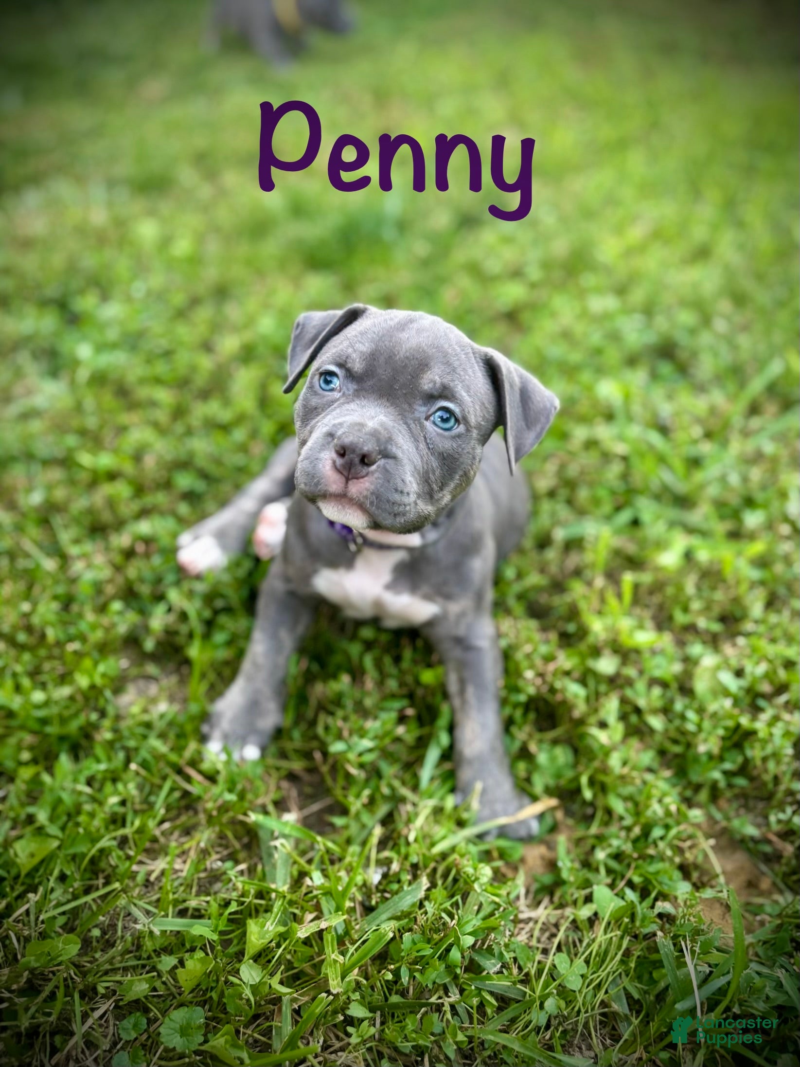 American Bully dogs Penny - Ad 1
