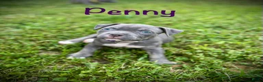 Penny