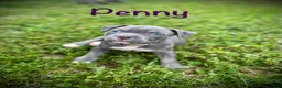 American Bully dogs for sale: Penny - Ad 1