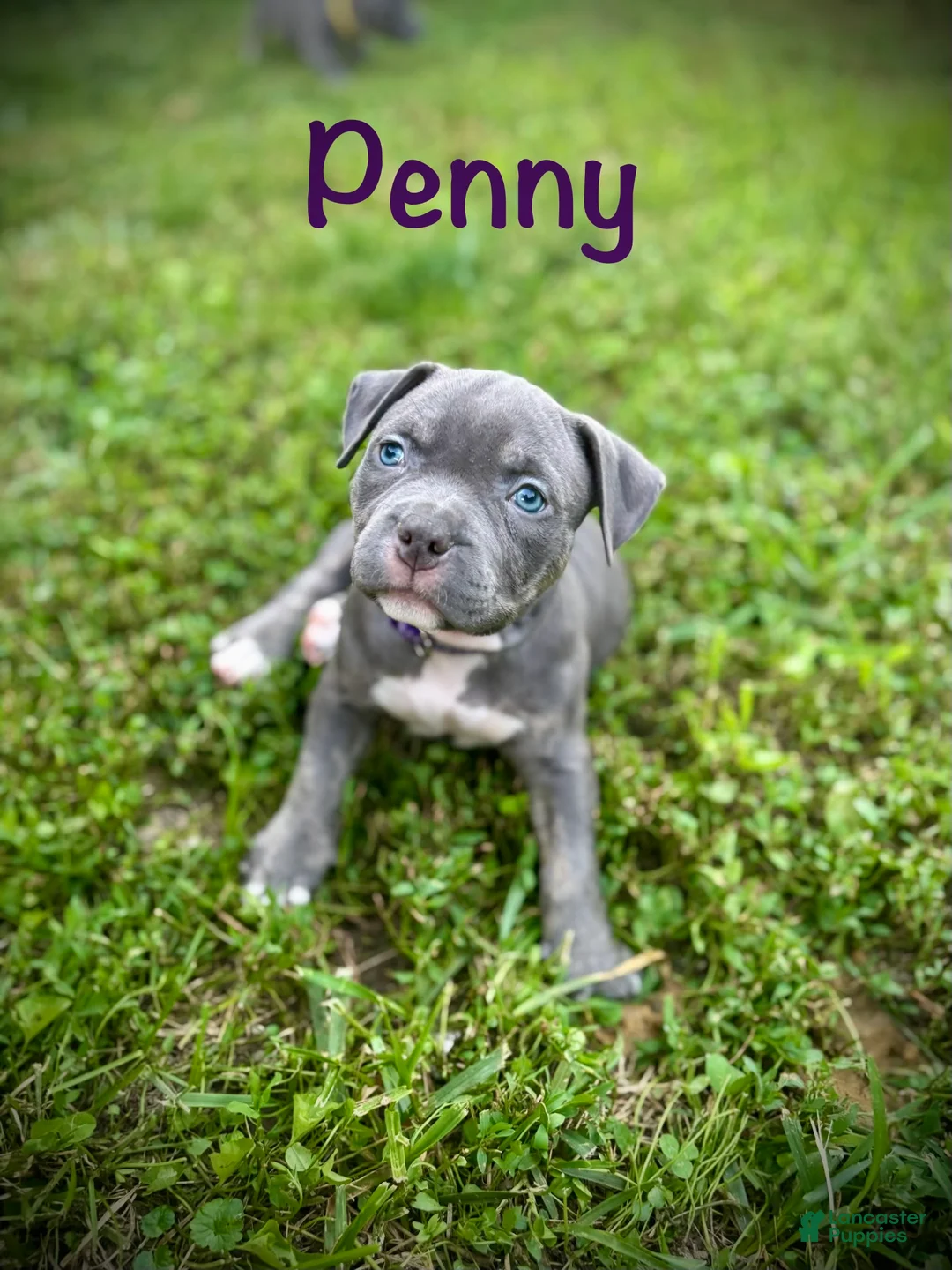 American Bully dogs for sale: Penny - Ad 1