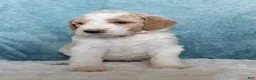 Goldendoodle dogs for sale: Dottie - Ad 3