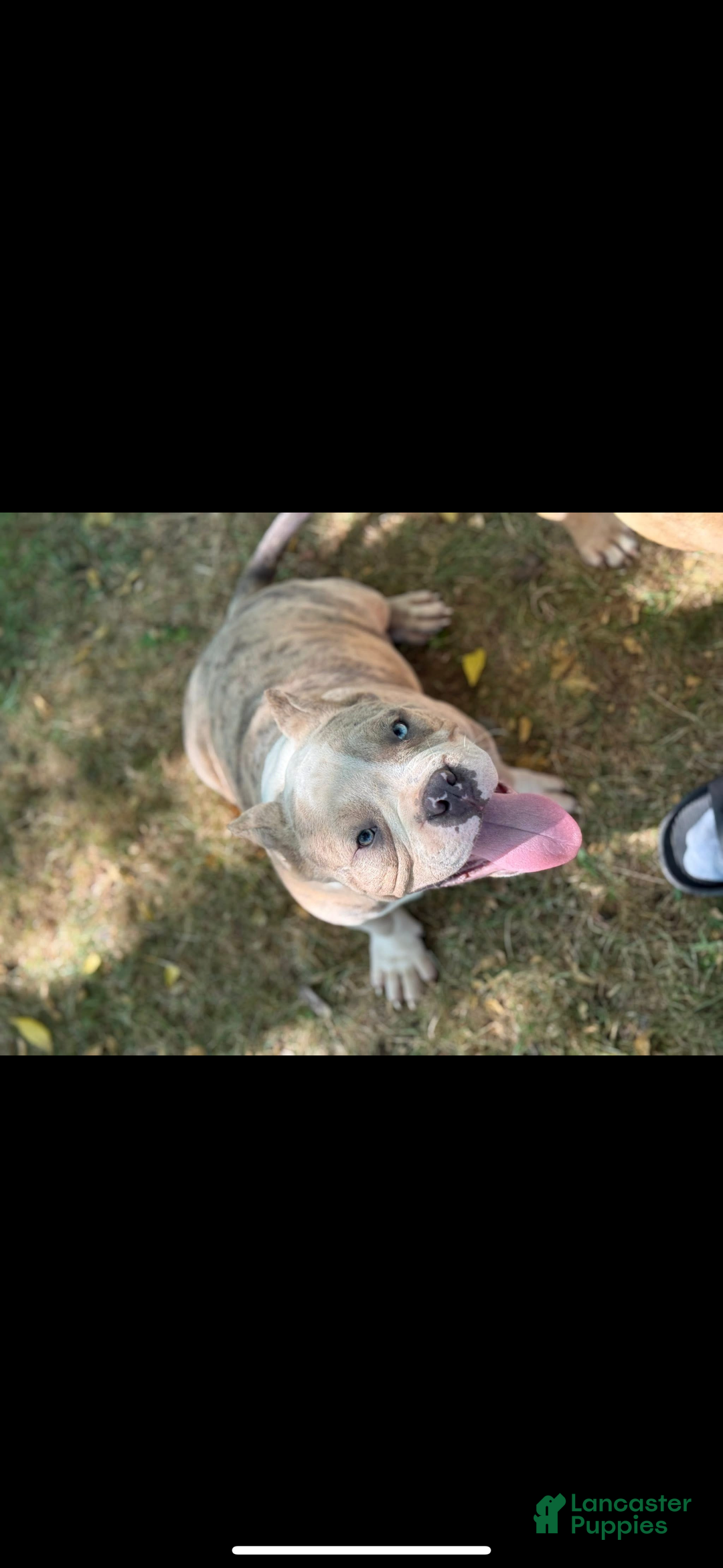 American Bully dogs for sale: Panda - Ad 2