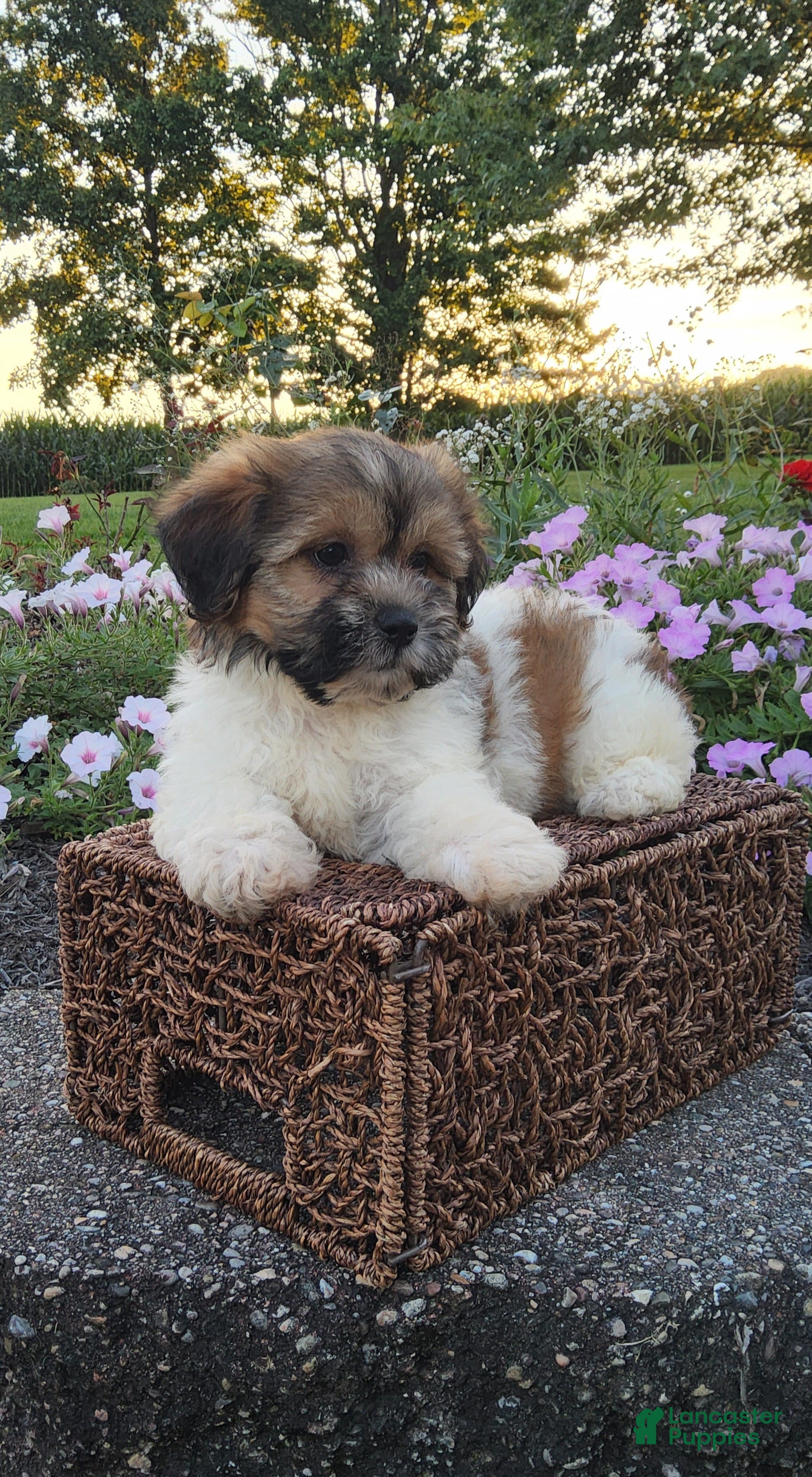 Teddy Bear dogs Casey - Ad 1