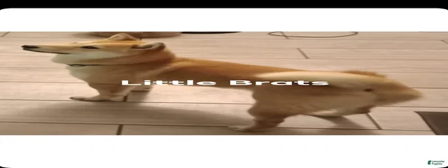 Guy