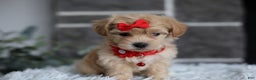 Maltipoo dogs for sale: Robin - Ad 9