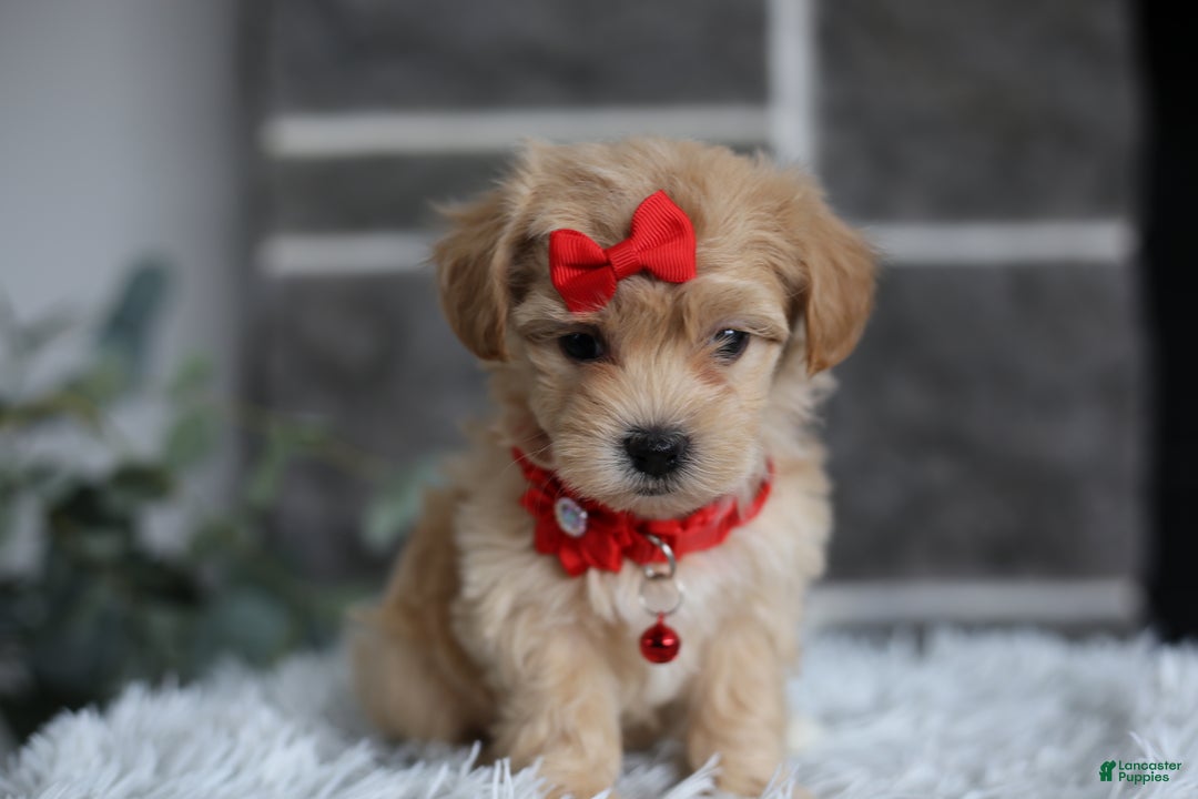 Maltipoo dogs for sale: Robin - Ad 9