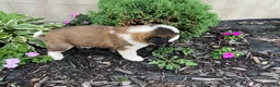 Saint Bernard dogs for sale: Saint Bernard 2 - Ad 1