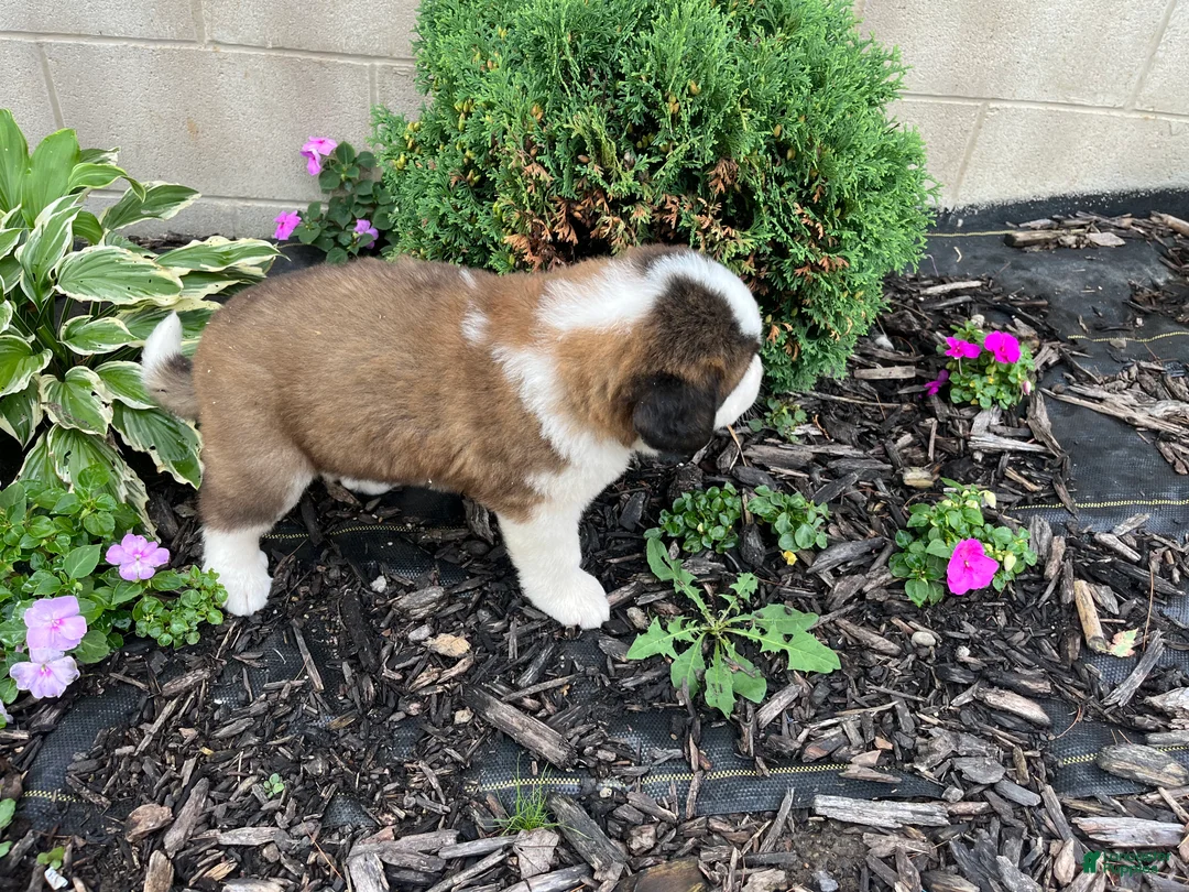 Saint Bernard dogs for sale: Saint Bernard 2 - Ad 1