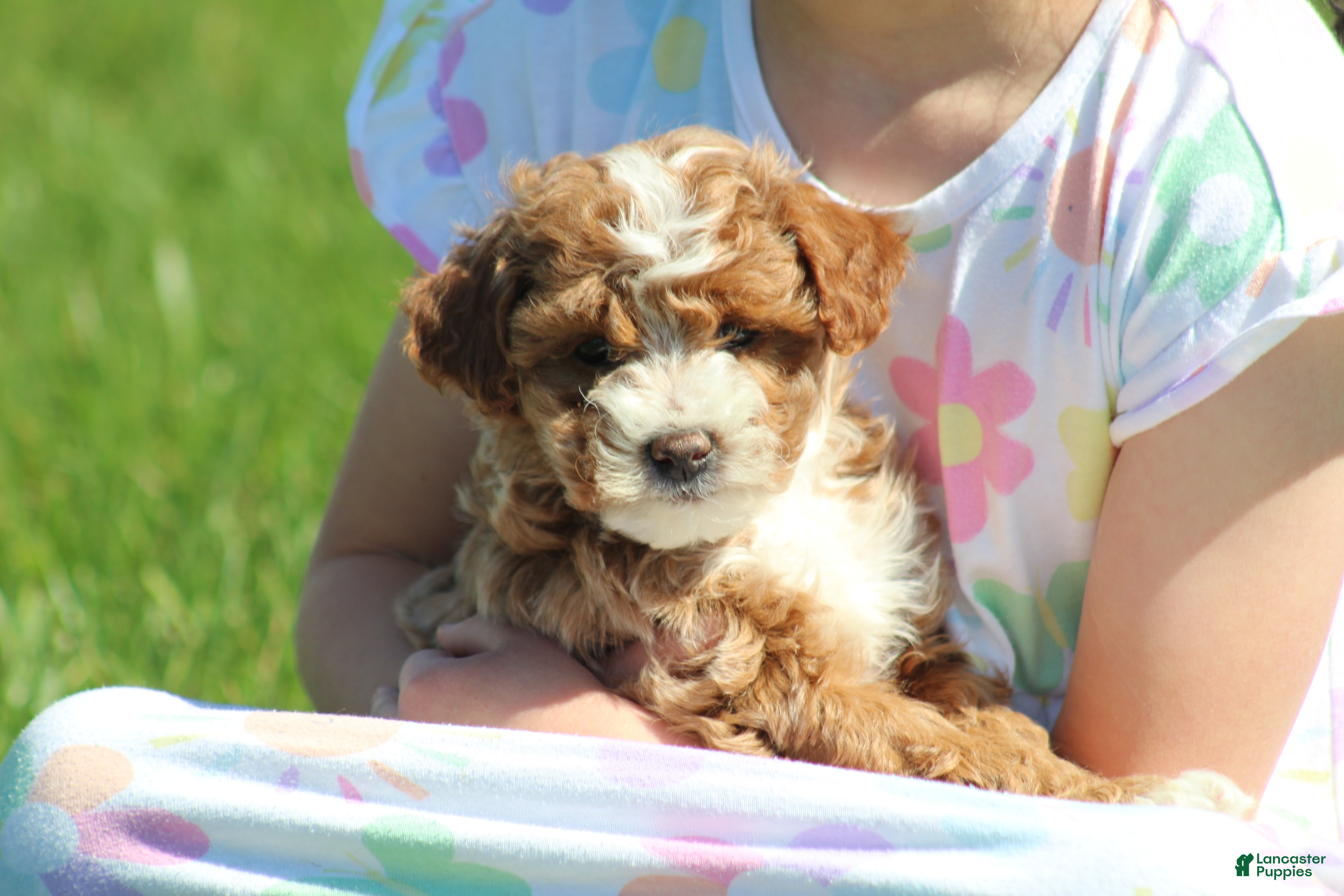 Bichpoo dogs Bailey - Ad 1