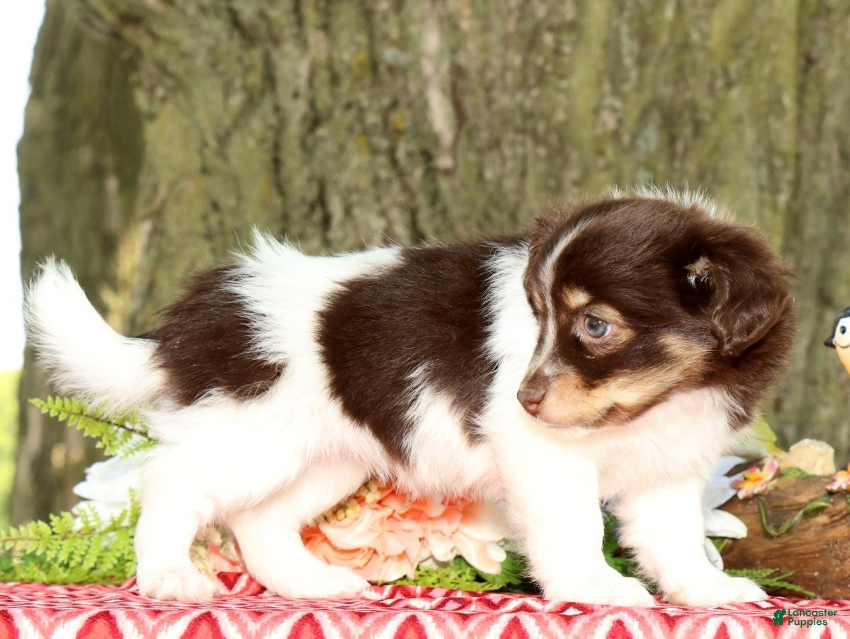 Havanese dogs for sale: Margie - Ad 5