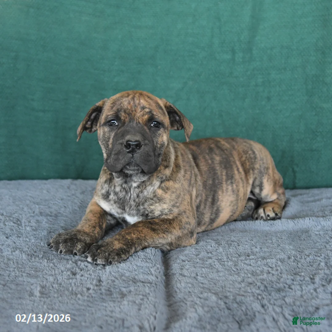 South African Boerboels dogs for sale: Abby - Ad 5