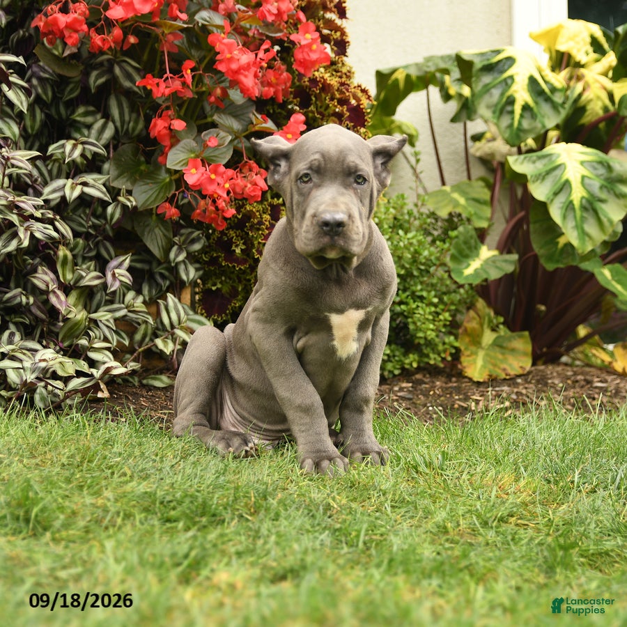 Cane Corso dogs Lenny  - Ad 1