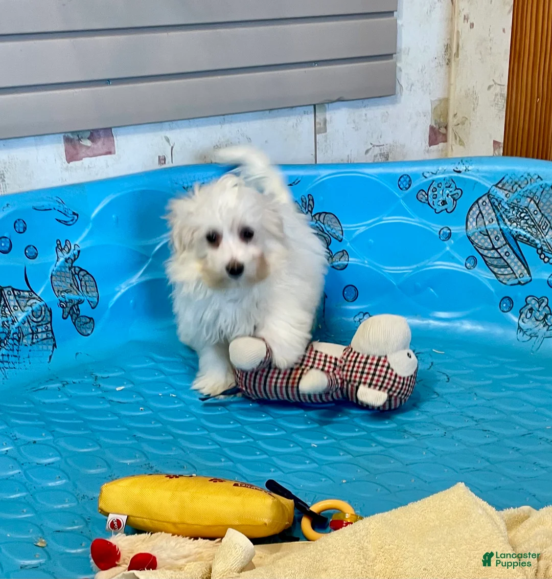 Mixed Breed dogs for sale: Sissy - Ad 10