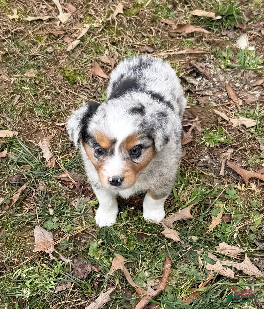 Australian Shepherd dogs for sale: Bo - Ad 4