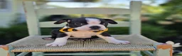 Boston Terrier dogs for sale: Dewey - Ad 2