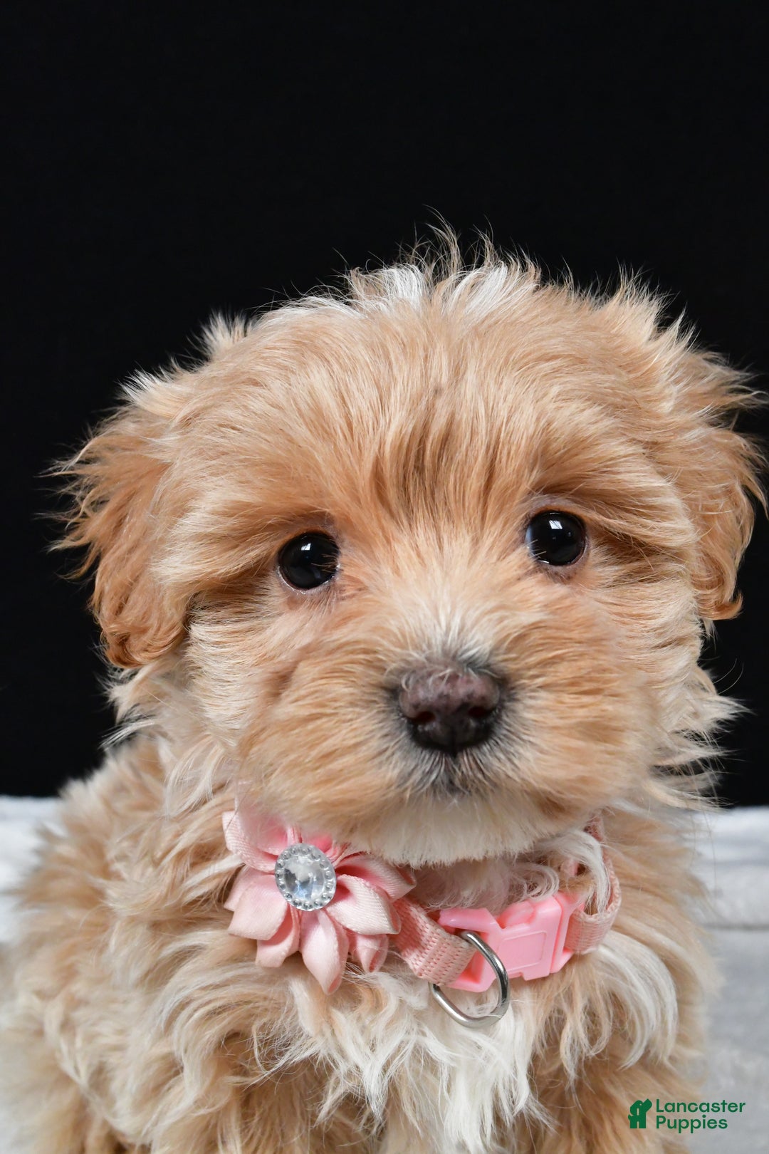 Maltipoo dogs for sale: Velvet - Ad 7