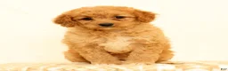 Mini Goldendoodle dogs for sale: Flurry - Ad 4