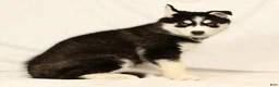 Gerberian Shepsky dogs for sale: Sandy - Ad 3