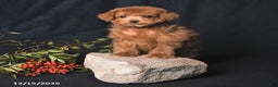 Toy Poodle dogs for sale: Asher - Ad 3