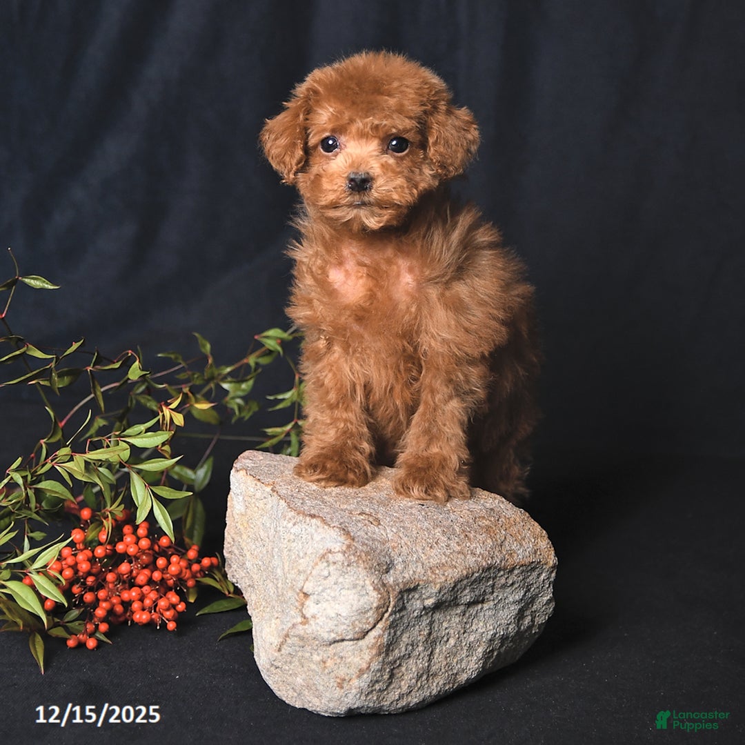 Toy Poodle dogs for sale: Asher - Ad 3