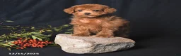 Toy Poodle dogs for sale: Asher - Ad 4