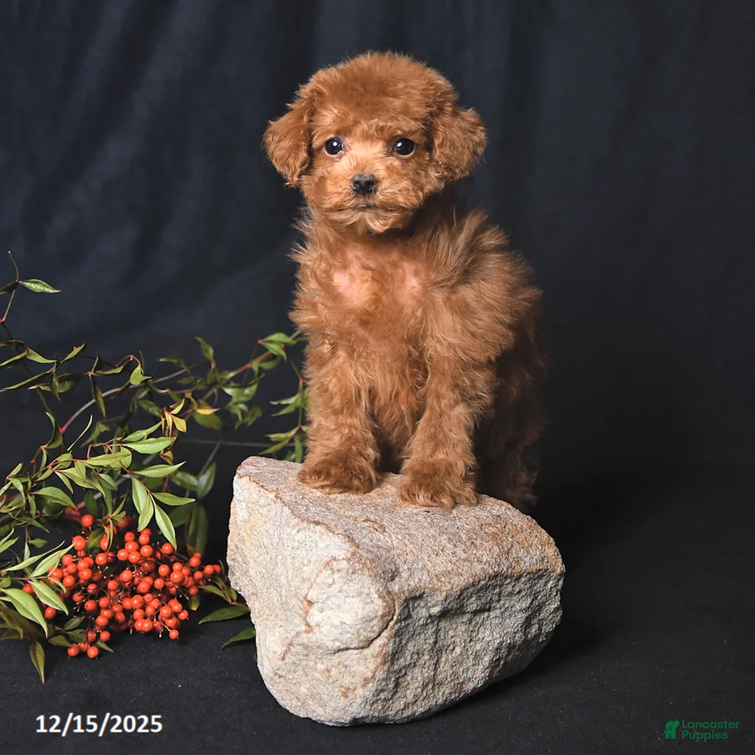 Toy Poodle dogs for sale: Asher - Ad 4