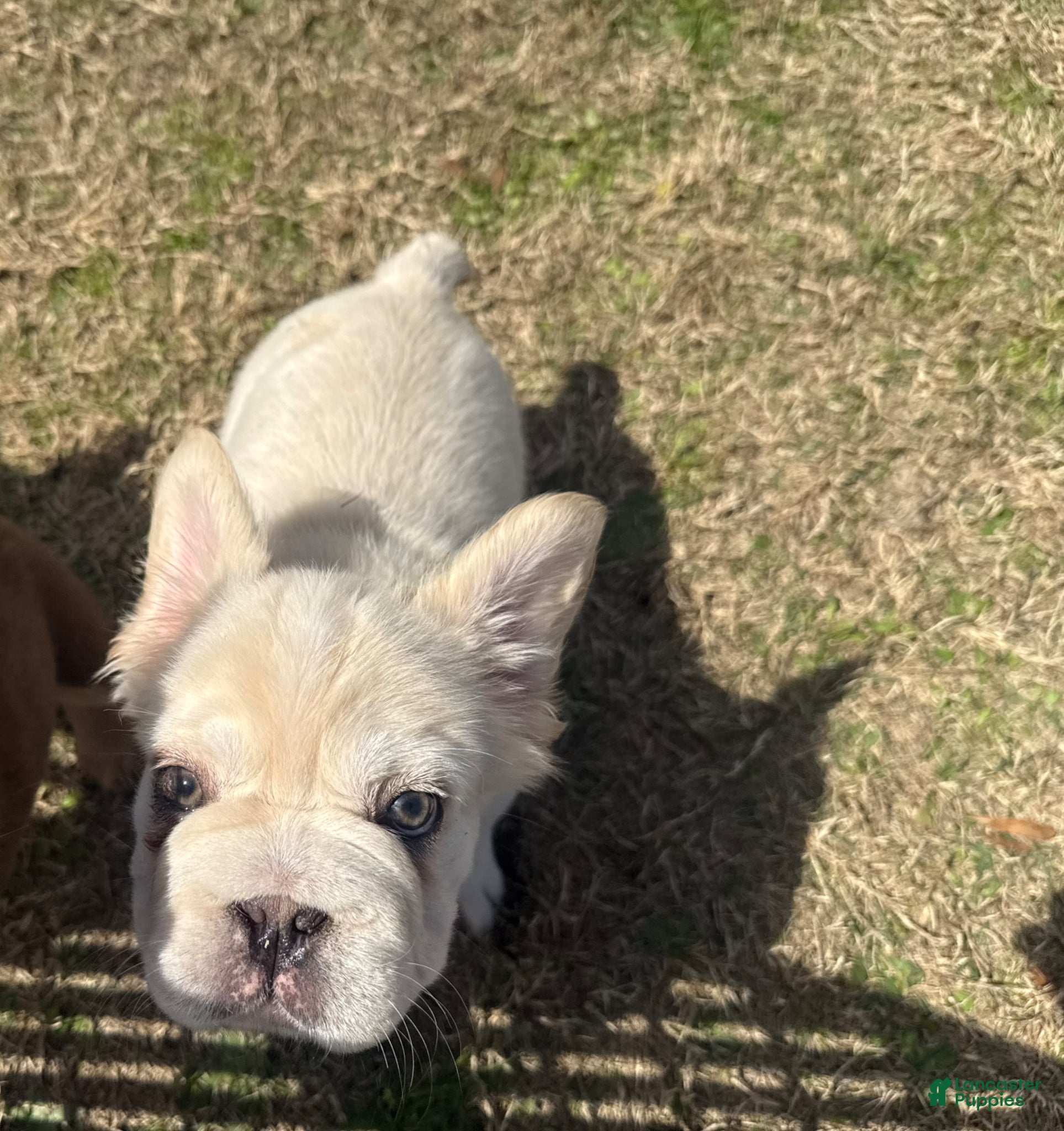French Bulldog dogs French Bulldog Puppy 1 - Ad 34