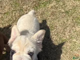 French Bulldog dogs French Bulldog Puppy 1 - Ad 34