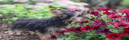Yorkshire Terrier dogs for sale: Fiona - Ad 3