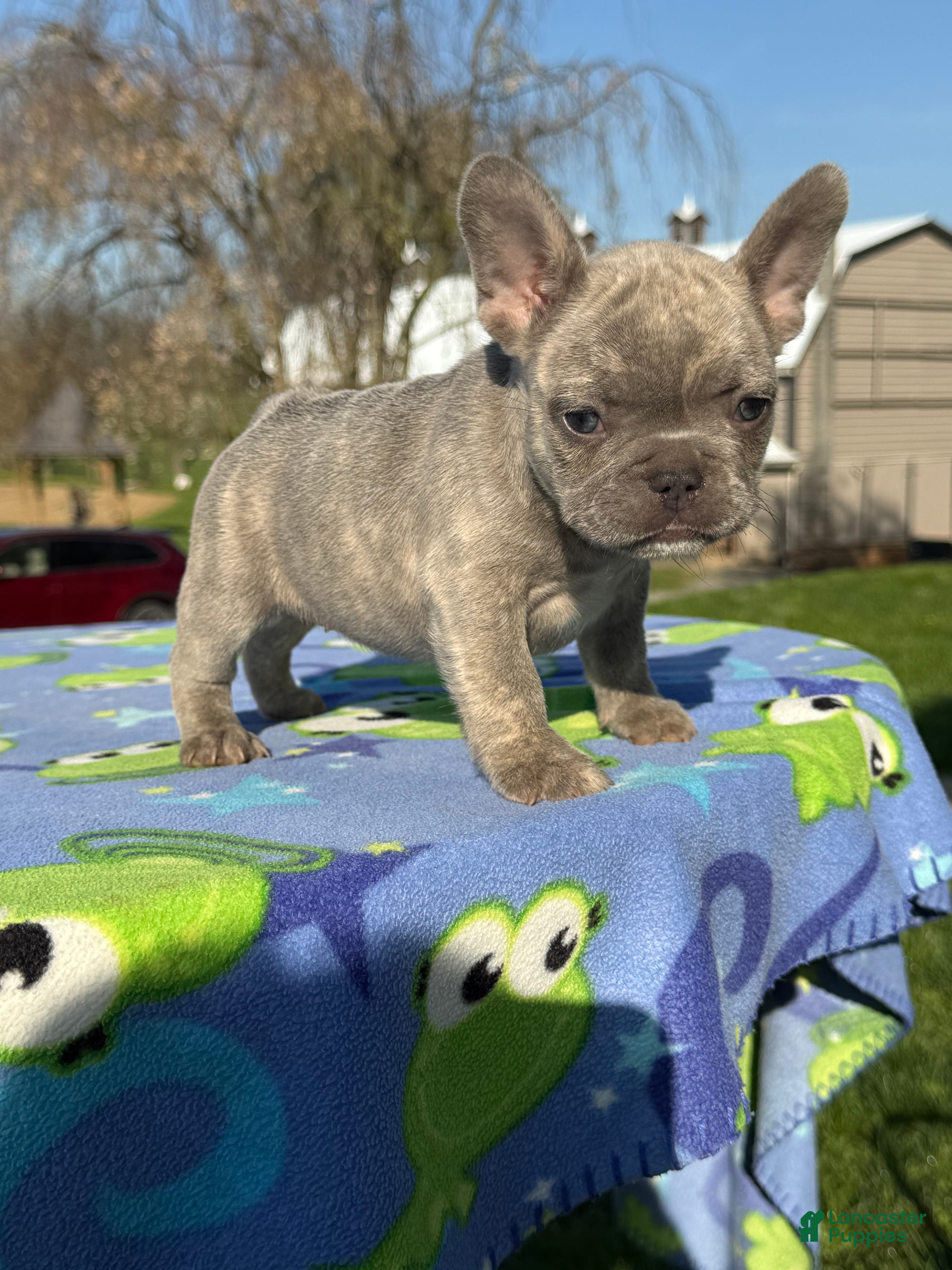 French Bulldog dogs Fiona - Ad 2