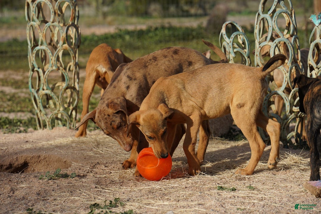 Mixed Breed dogs for sale: Fawnish Sable M RT - Ad 3