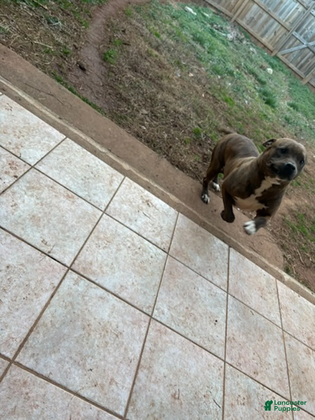 American Pit Bull Terrier dogs for sale: American Pit Bull Terrier Puppy 1 - Ad 2