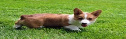 Welsh Corgi Pembroke dogs for sale: Chanel(triple clear) AKC - Ad 3
