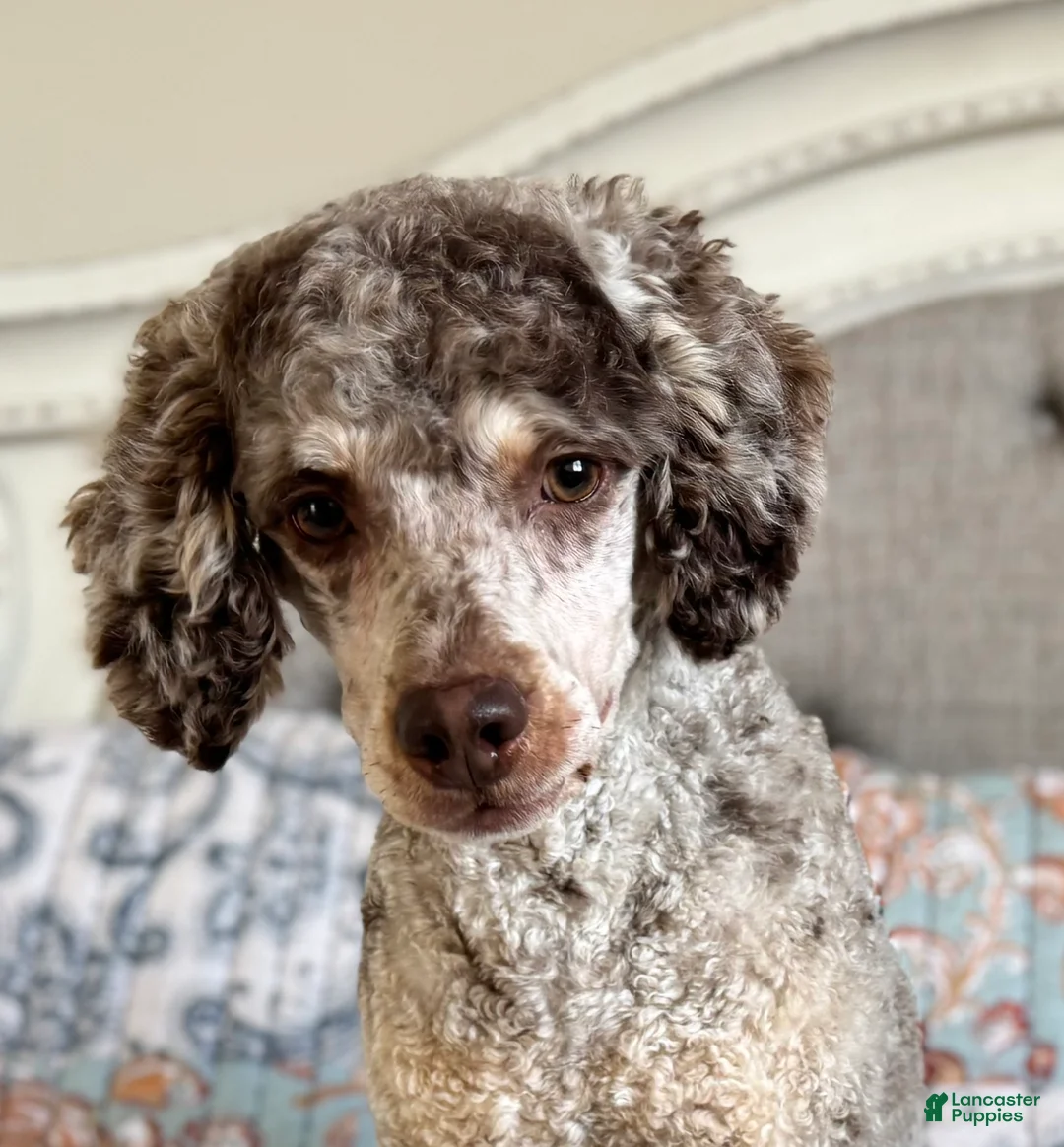Miniature Poodle dogs for sale: Jesse Boy  - Ad 9