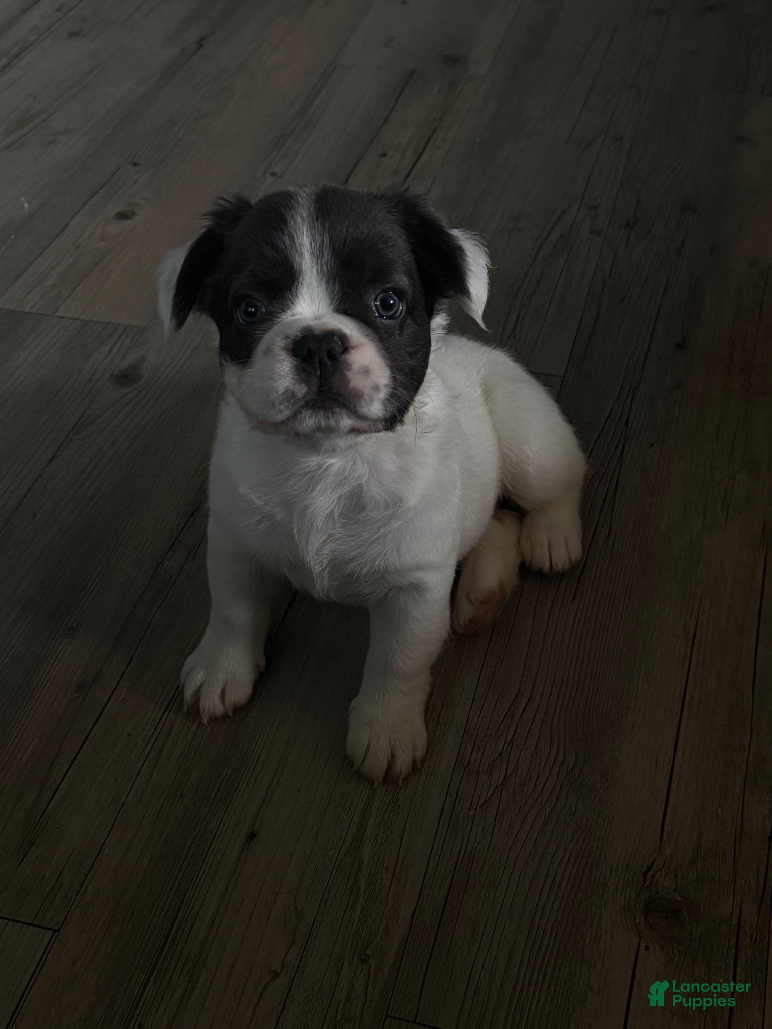 French Bulldog dogs Ally  - Ad 6